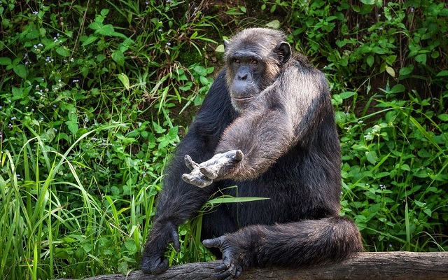 Η ιστορία του Όλιβερ που πίστευαν ότι είναι το «υβρίδιο» ανθρώπου και χιμπατζή