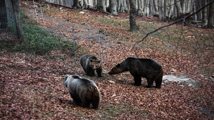 «Αρκτούρος»: Νεκρές τρεις αρκούδες από πυροβολισμούς στη Φλώρινα