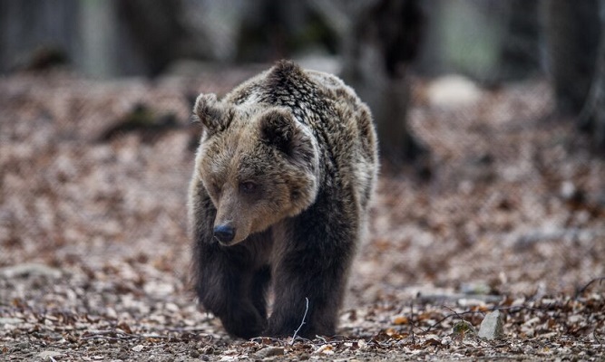 Σε χειμέριο λήθαργο οι αρκούδες του Αρκτούρου, παρά την καλοκαιρία